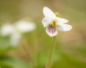portrait of northern white violet with nicely blurred blossom in background