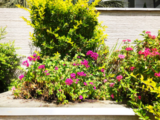 Round flower bed with colorful decorative flowers and plants.