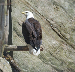 bald eagle perched on branch by rock