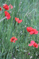Mohn