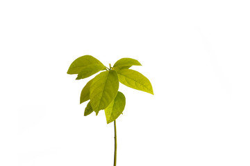 Seedlings of trees with white background 