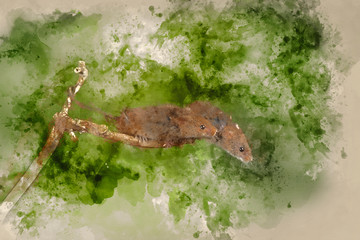 Digital watercolor painting of ADorable and Cute harvest mice micromys minutus on wooden stick