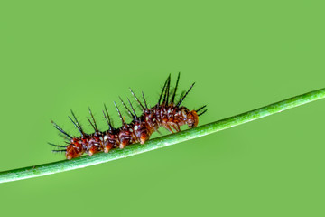 Beautiful   Сaterpillar of butterfly  - Stock Image