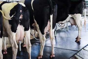 close up part body of cow and udder at the farm.