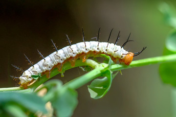 Beautiful   Сaterpillar of butterfly  - Stock Image