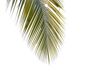 Coconut leaves with background clouds