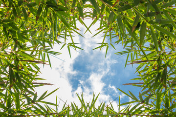 Frame with bamboo leaves