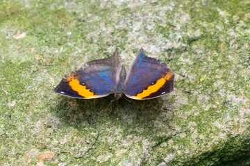 Dead leaf butterfly , Kallima inachus, aka Indian leafwing, standing wings folded on a bamboo branch, dead leaf imitation.