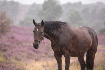 Pferd in der verregneten Heide © Nadine Haase