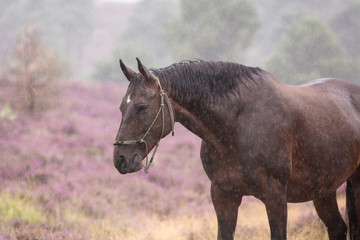 Pferd in der verregneten Heide