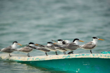 A flock of Greater crested terns perched on a parked boat at the Busaiteen coast, Bahrain