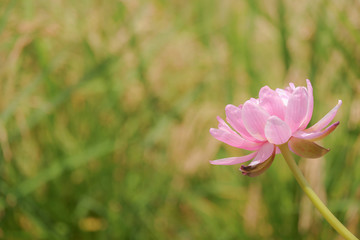Fototapeta premium Pink lotus in garden.