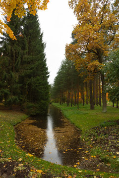 Autumn in the forest. Walk in the Park. Saint-Petersburg. Pushkin. Tsarskoe selo.