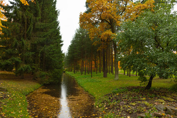 Autumn in the forest. Walk in the Park. Saint-Petersburg. Pushkin. Tsarskoe selo.