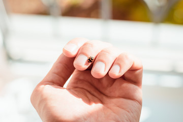 Ladybug on hand in the sun