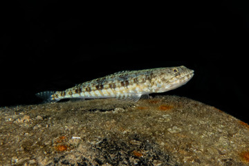 Fish swim in the Red Sea, colorful fish, Eilat Israel
