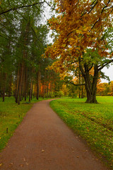 Fototapeta na wymiar Autumn in the forest. Walk in the Park. Saint-Petersburg. Pushkin. Tsarskoe selo.