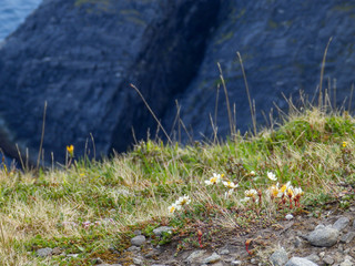 landscape with steep rocky coast and wild flowers in the foreground