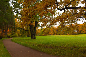 Autumn in the forest. Walk in the Park. Saint-Petersburg. Pushkin. Tsarskoe selo.