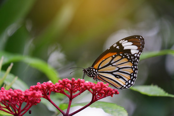 Butterfly on flower.