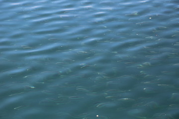 ripples on surface of water