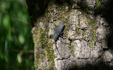 Big beetle- longhorn beetle- isolated on a tree