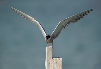 White-cheeked tern trying to perch on a wooden log, Bahrain 