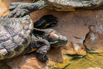 Fototapeta premium a red-eared turtle sunbathing in a pond