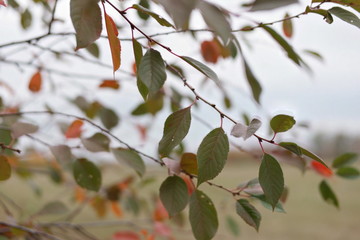 branch of a tree