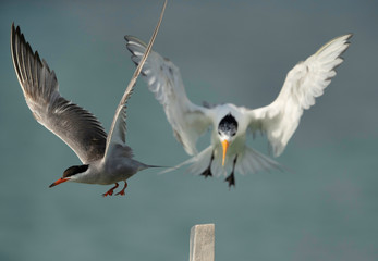 Fototapeta premium Greater crested tern pushing out the white-cheeked tern to perch on wooden log, Bahrain