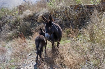 Donkey and her baby walk in the mountains