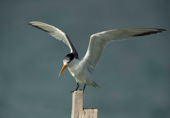 Greater crested tern trying to perch on wooden log, Bahrain