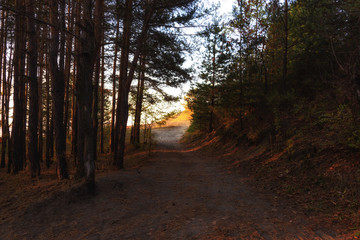 forest in the early morning, illuminated by the first rays of the sun
