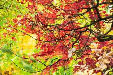 colorful autumn forest trees in magical colors