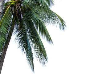 Fototapeta na wymiar coconut leaf with white background 