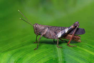 Beautiful brown grasshopper perching on green  leaf with green blur background in Thung salaeng luang national park, Thailand.