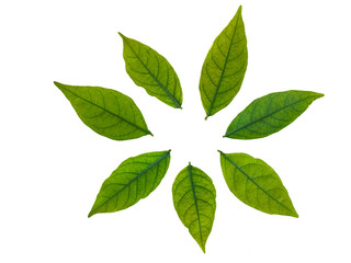 green leaf isolated on white background