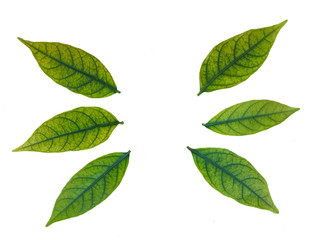 Fototapeta premium set of green leaves isolated on white