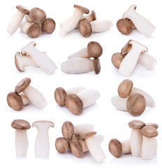 King oyster mushroom Pleurotus eryngii on white background