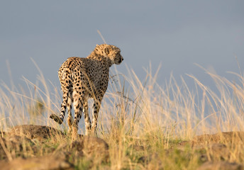 Cheetah on a mound looking for prey, Masai Mara, Kenya