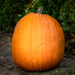 Großer, runder, oranger Kürbis, Halloween