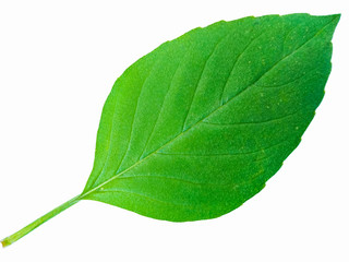 green leaf isolated on white background