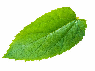 Fototapeta premium green leaf isolated on white background