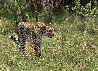 A leopard emerging out from its habitat to open grassland, Masai Mara, Kenya