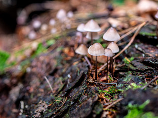 tiny mushrooms on a tree