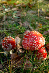 Amanita is not a greasy mushroom.