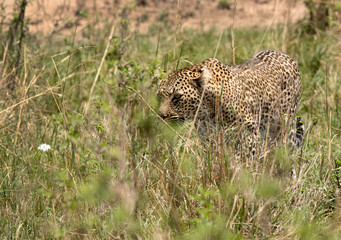 A leopard emerging out from its habitat to open grassland, Masai Mara, Kenya