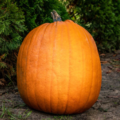 Großer, runder und oranger Kürbis, Halloween