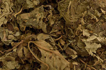 Dried Patchouli (Pogostemon cabin)