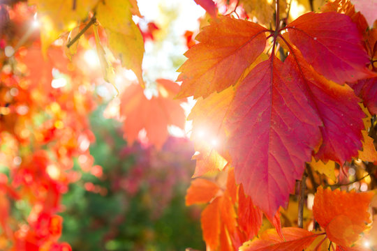 Autumn yellow and red leaves in the foreground and bright background with bokeh and sun rays in the background. Incredible colorful autumn texture. Ideal for postcards, text, banner.